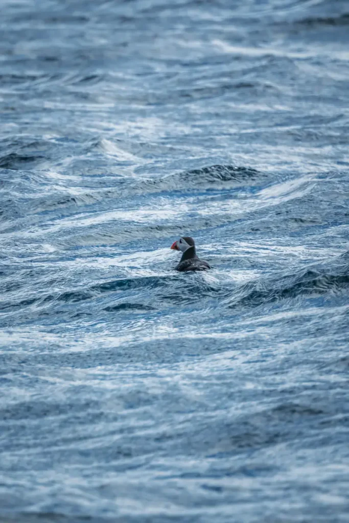 Close up of the cool wildlife you can see on the Isle of Skye - a puffin in the sea