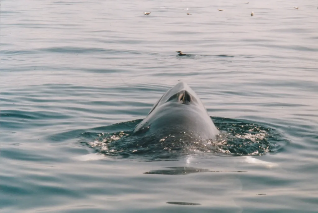 Minke Whale seen in the Isle of Skye