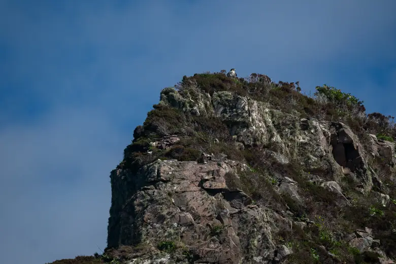 One of the harder to spot wildlife sightings on the Isle of Skye is the Peregrine Falcon as seen here on top of a cliff from a distance