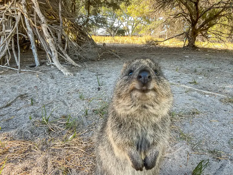 A close up of a quokka on Rottnest Island