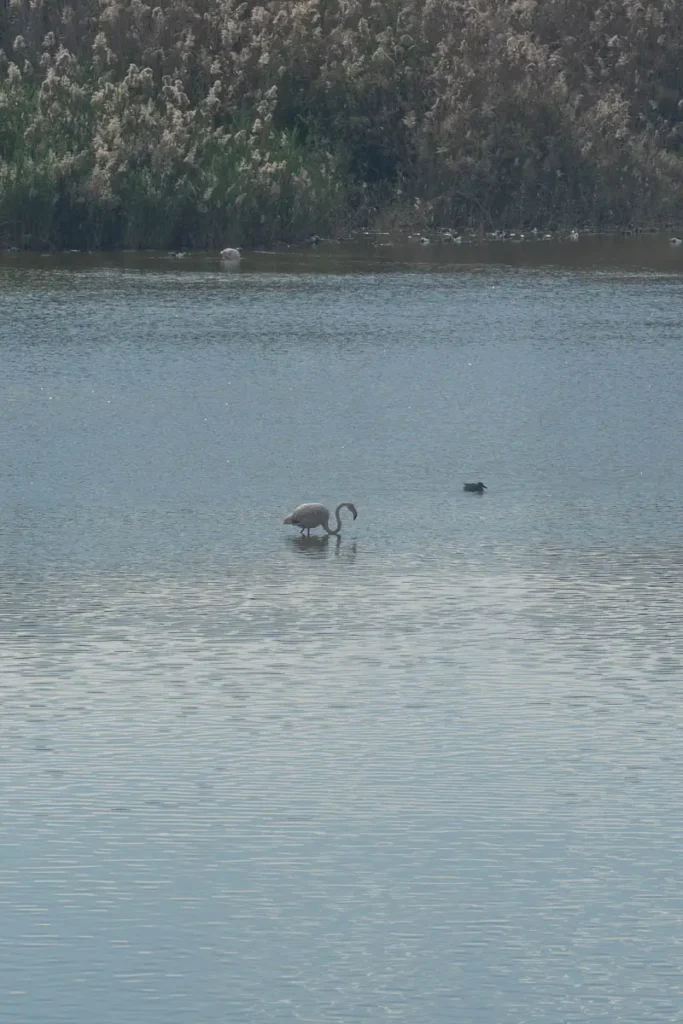 A lone flamingo in Oroklini Lake
