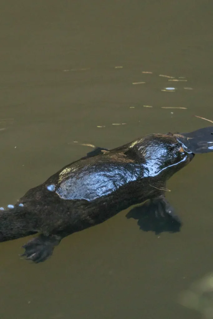 A close up of a platypus