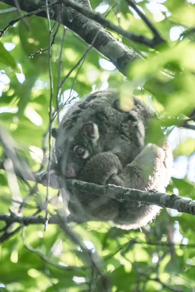 A possum curled up in the trees in Yungaburra in Cairns