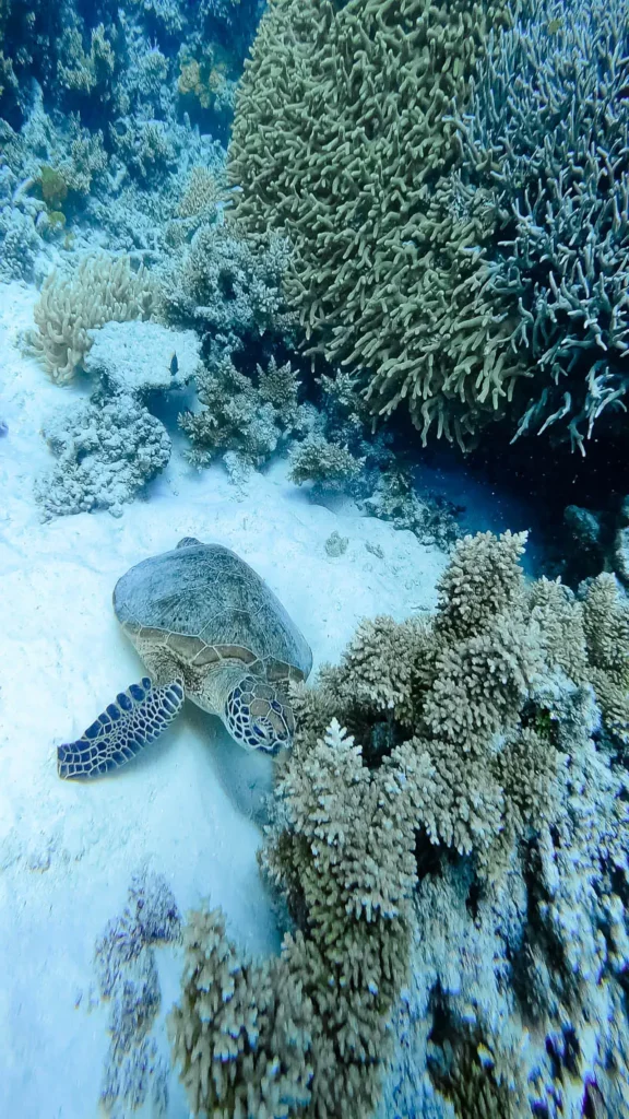 A turtle at the bottom of the sea in the Great Barrier Reef