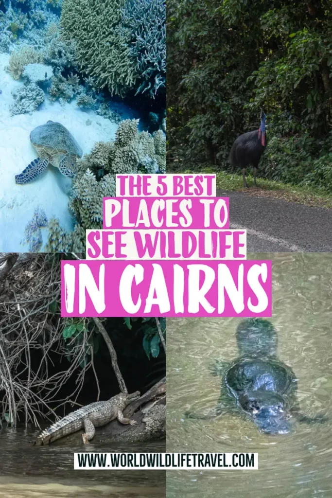 The 5 best places to see wildlife in Cairns queensland pin