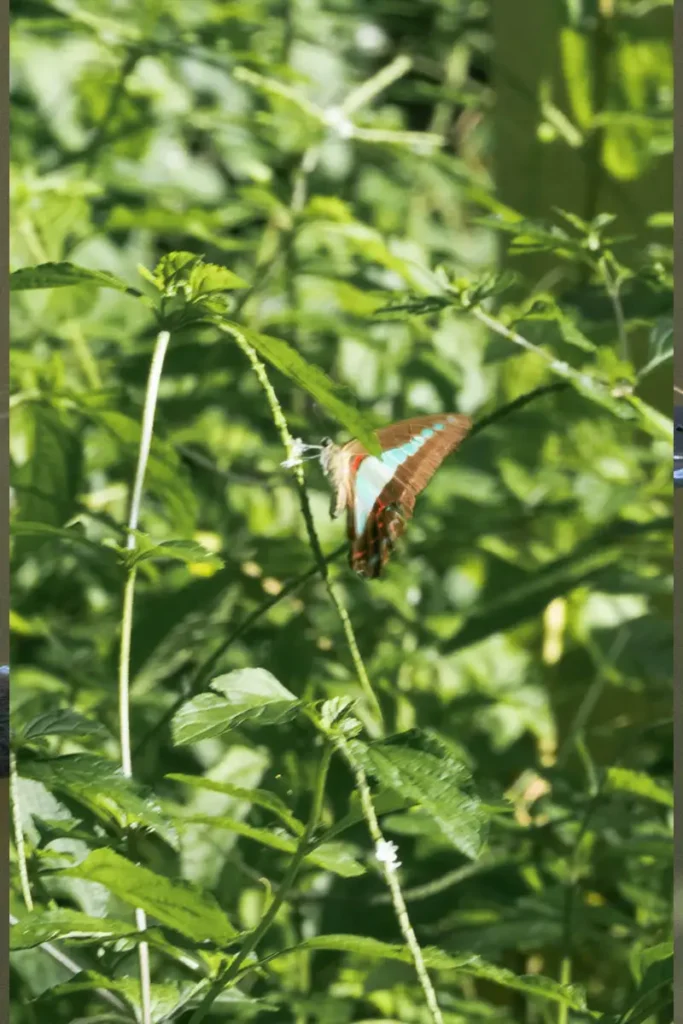 The Ulysses butterfly a common wildlife to see in Cairns and Tropical North Queensland