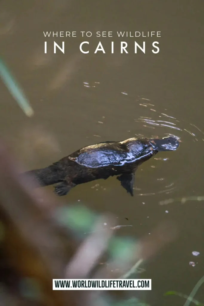 Where to see wildlife in Cairns queensland pin