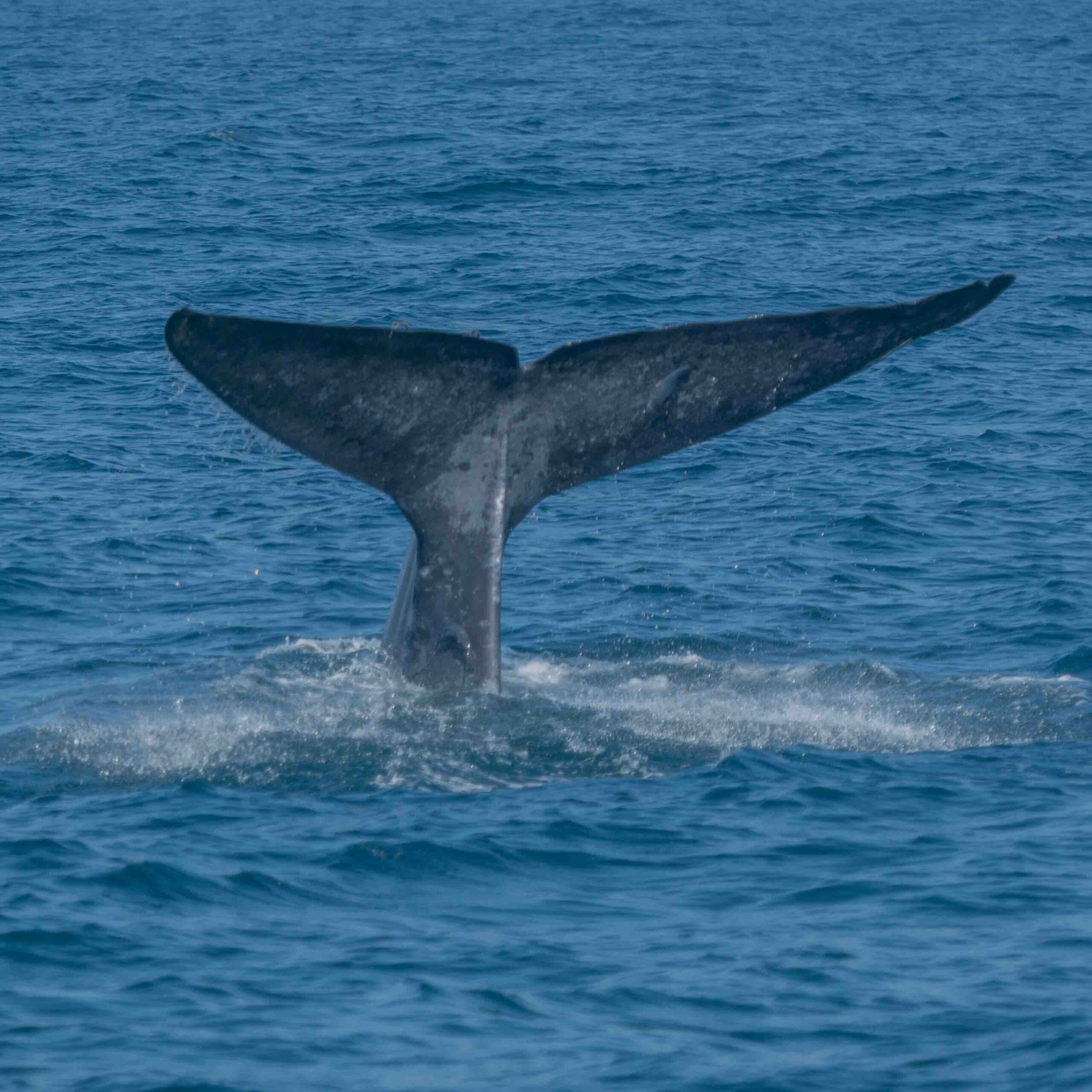 A blue whales tail as it dives into the waters of Mirissa, Sri Lanka A blue whales tail as it dives into the waters of Mirissa, Sri Lanka
