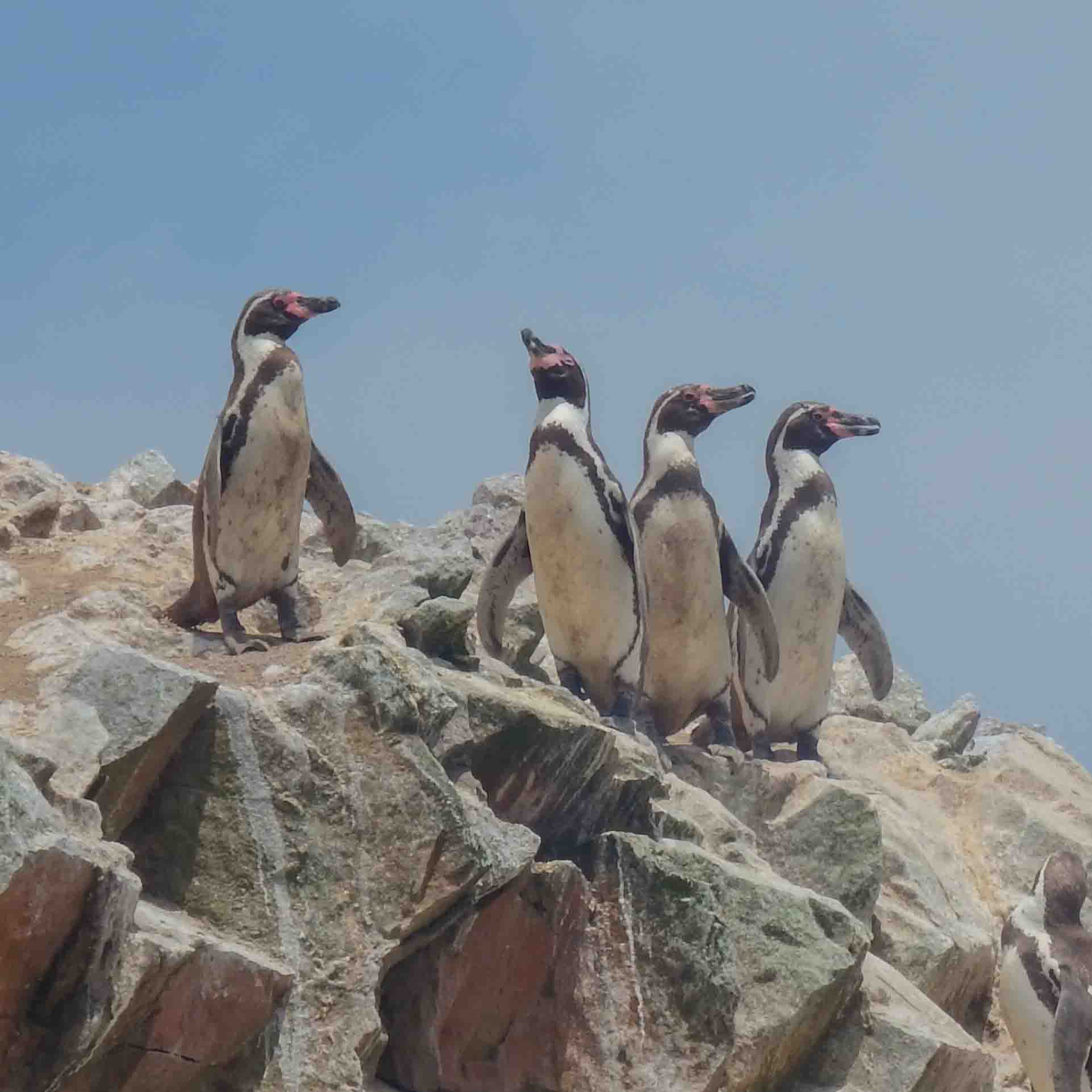 A group of penguins at Islas Ballestas, Peru A group of penguins at Islas Ballestas, Peru