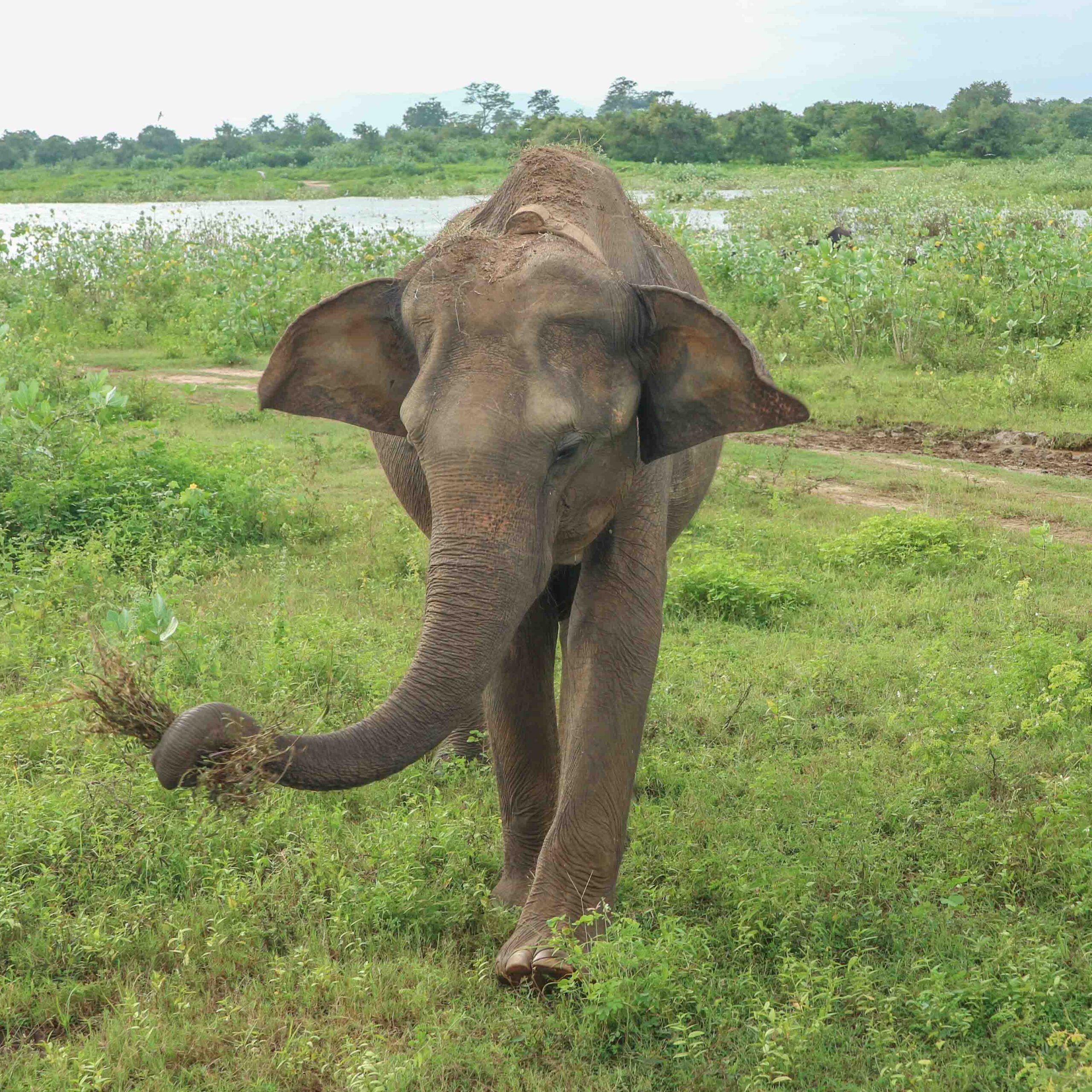Elephant walking on safari in Udawalawe National Park, Sri Lanka Elephant walking on safari in Udawalawe National Park, Sri Lanka