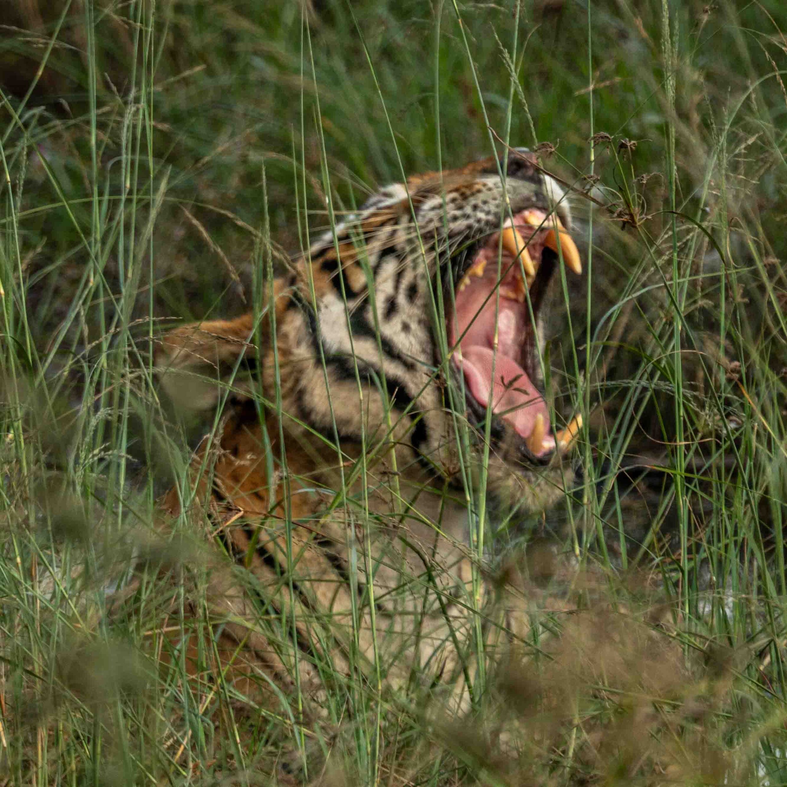 Roaring tiger in Ranthambore National Park, India Roaring tiger in Ranthambore National Park, India