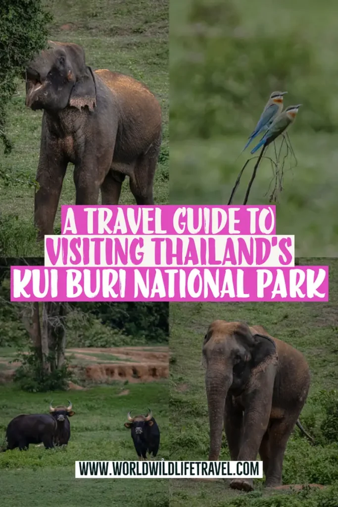 A guide to seeing wild elephants and gaur at Kui Buri National Park