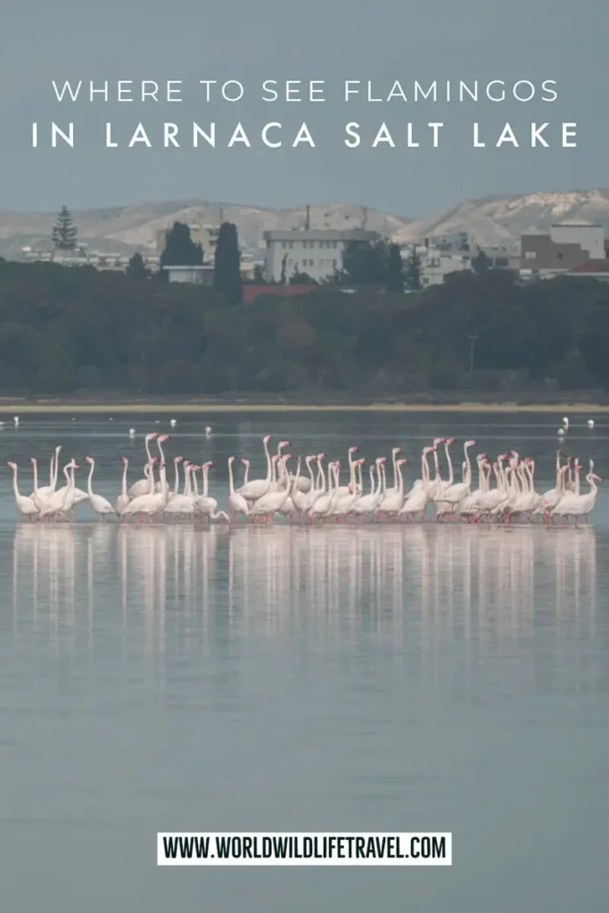 A guide to visiting Larnaca Salt Lake to see the flamingos in Cyprus pin