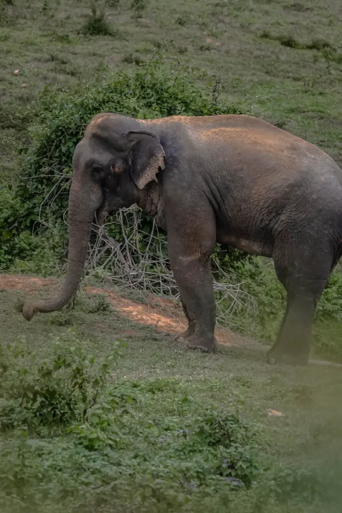 Close up of the elephant