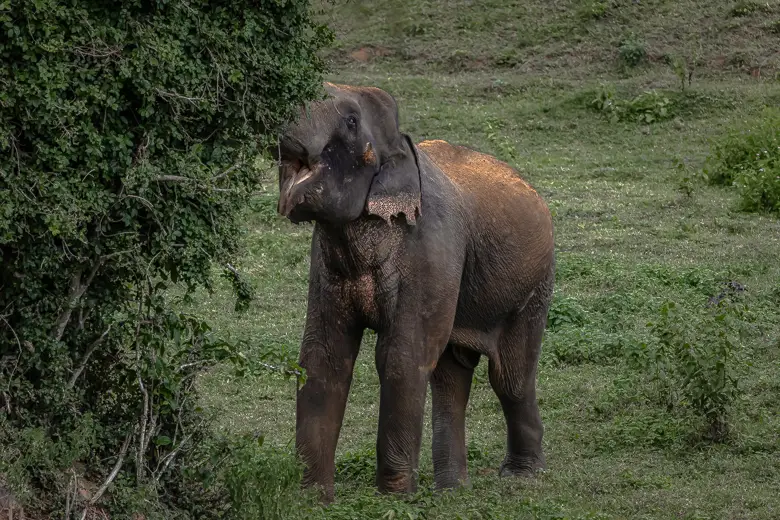 Elephant smiling and eating from a nearby bush
