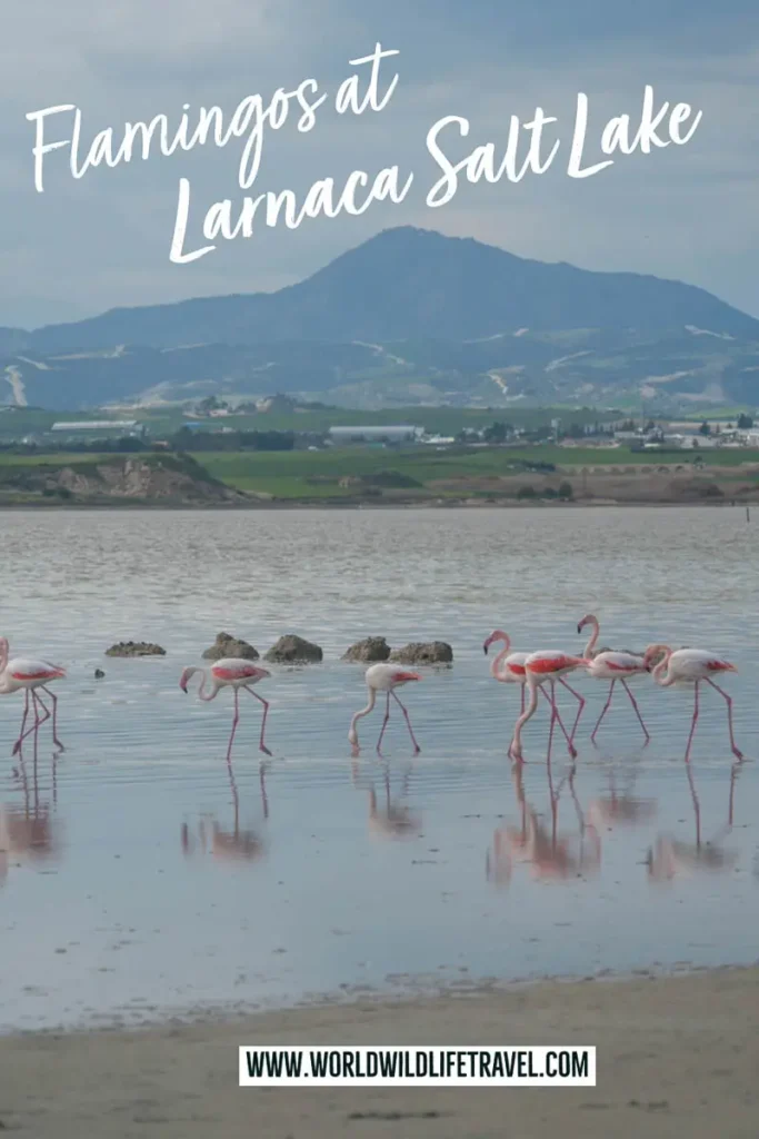 Larnaca Salt Lake Flamingos Cyprus pin