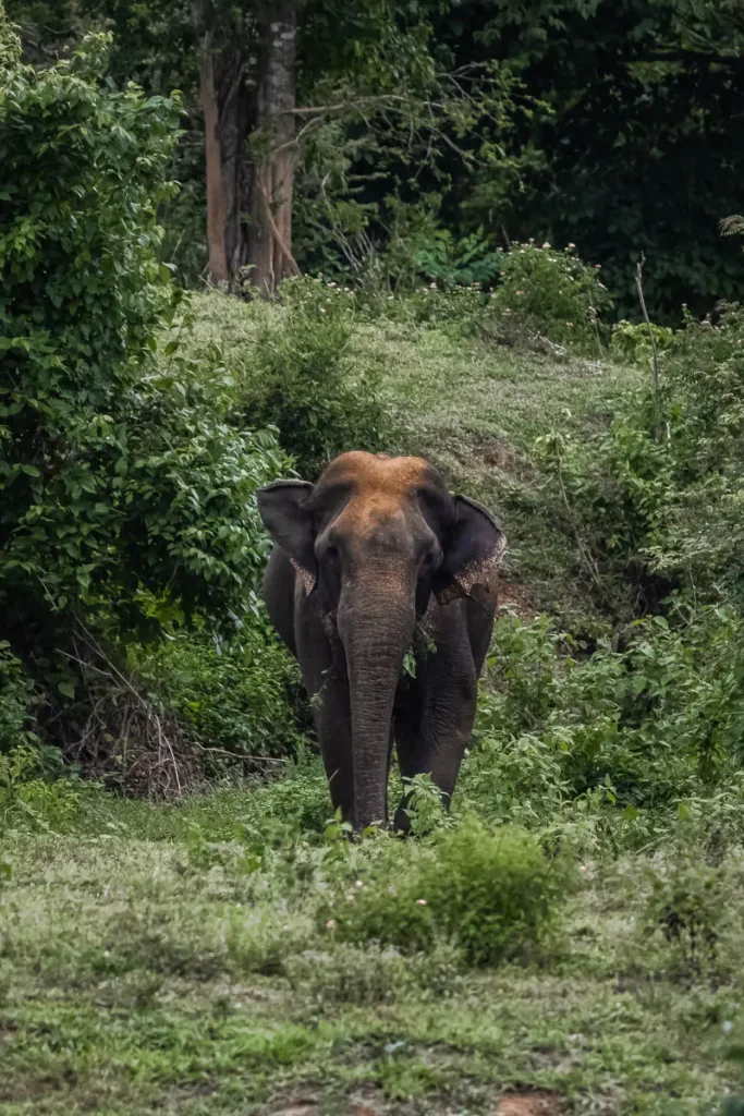 The first moment we saw this elephant walking in Kui Buri National Park