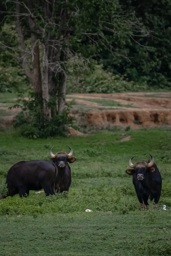 We also saw a big group of Gaur at Kui Buri National Park
