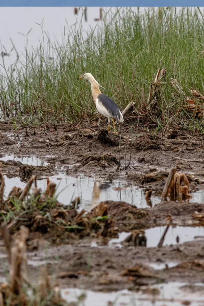 A Javan pond heron