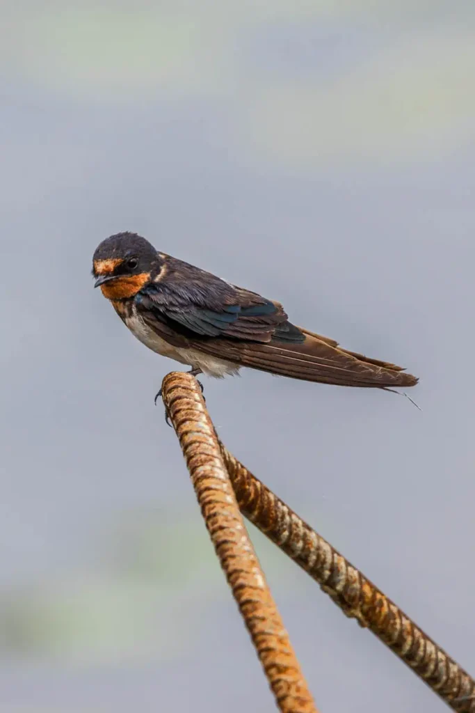 A Pacific swallow seen close to the Bueng Bua Wood Boardwalk