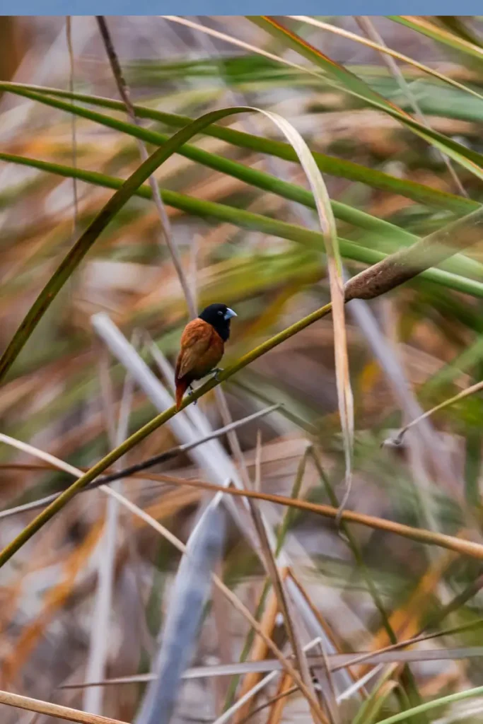 A chestnut munia perching on the reeds of Bueng Bua Boardwalk in Sam Roi Yot National Park