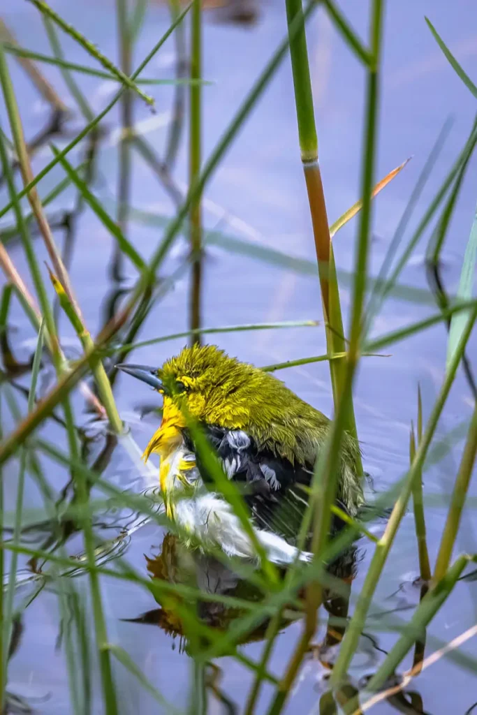 A common Iora sitting in the freshwater marsh of Thung Sam Roi Yot