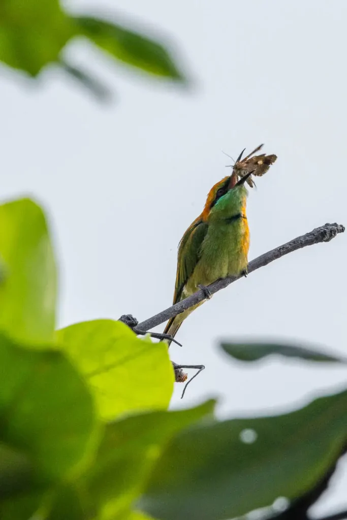A common bird to see around Sam Roi Yot village is the green-bee eater, pictured here with a butterfly catch