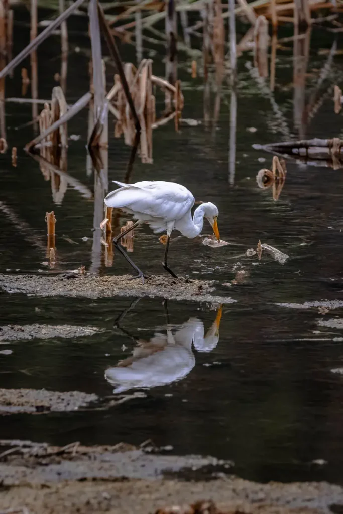 A great egret admiring its reflection in the water