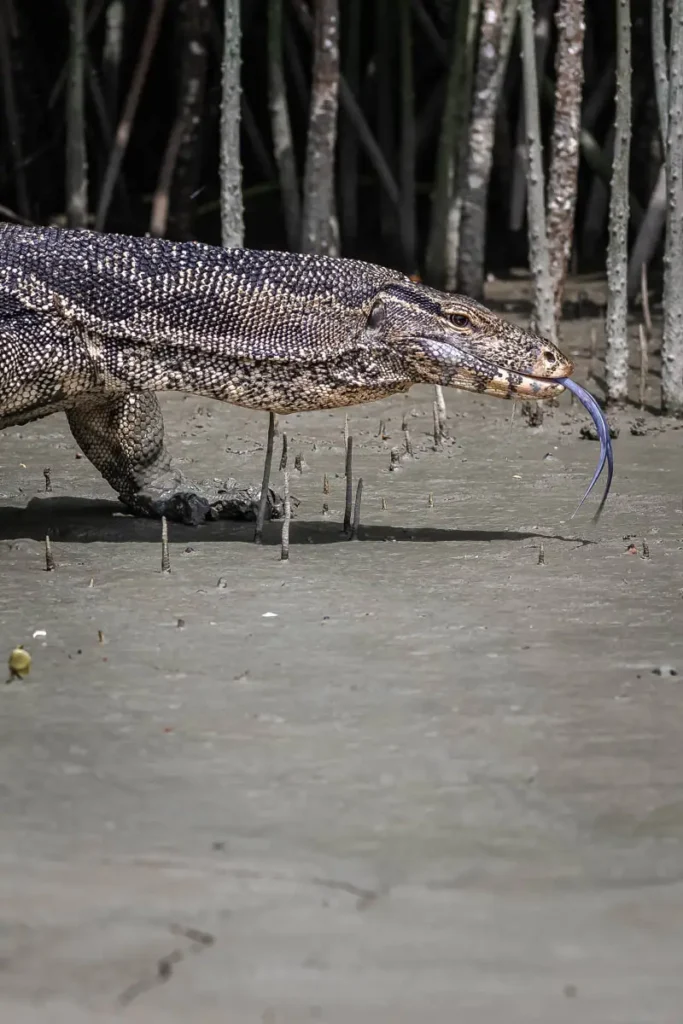 A monitor lizard with its tongue out