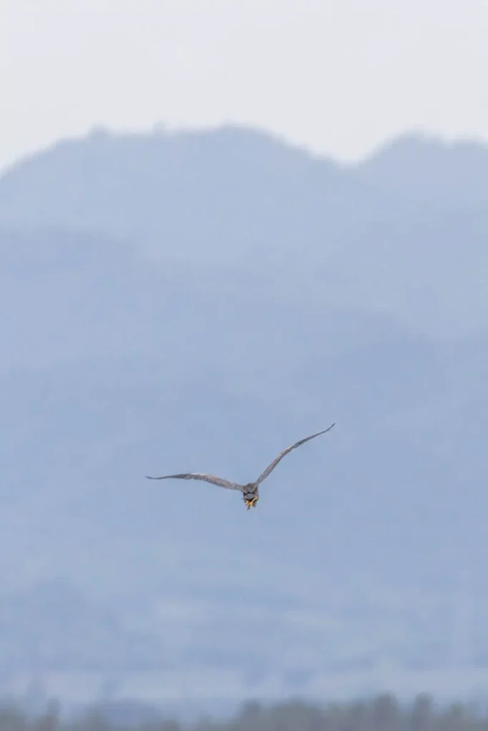 A purple heron flying into the mountains of Sam Roi Yot National Park