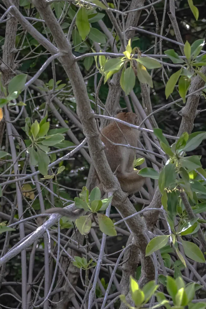 Back of a monkey in the trees