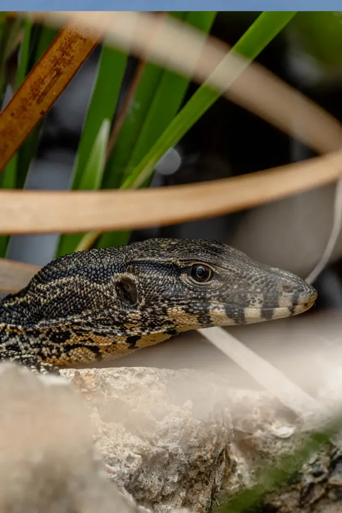 Close up of a monitor lizard