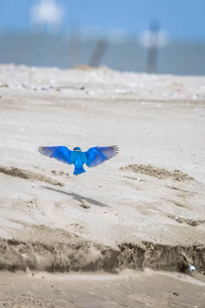 Collared kingfisher in flight, one of the more colourful wildlife to see in Khao Sam Roi Yot