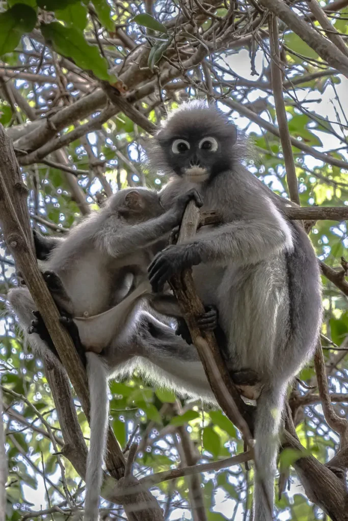 Dusky langur and her baby, one of the wildlife you can see around Khao Sam Roi Yot National Park