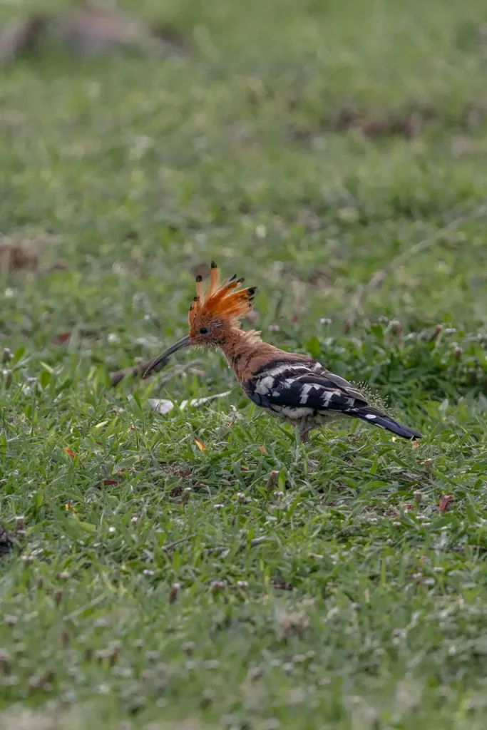 Eurasian Hoopoe in the grass