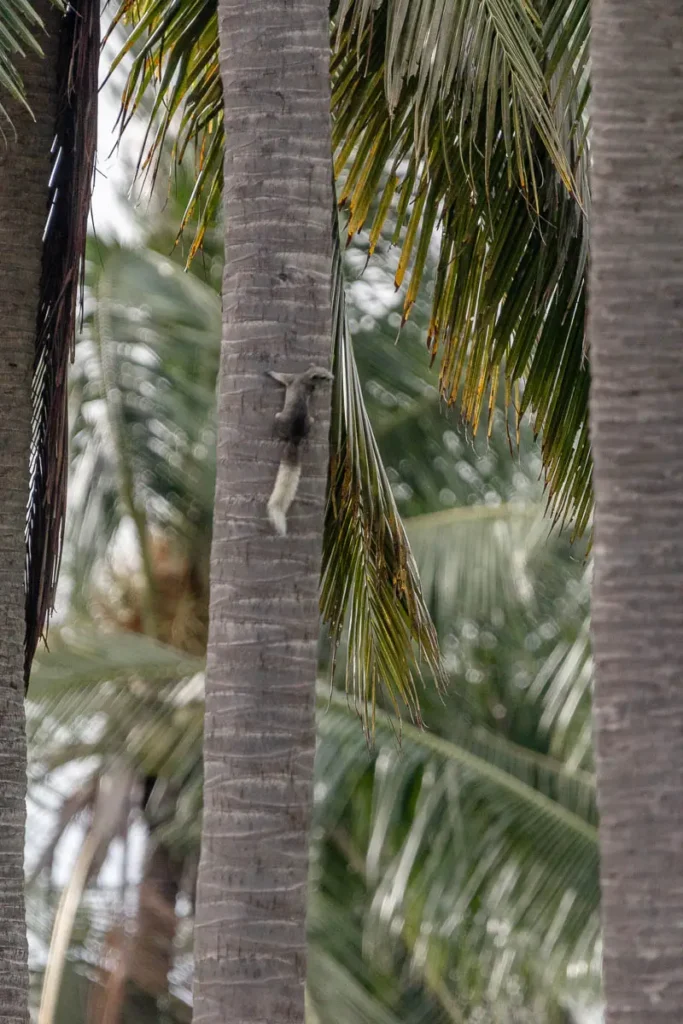Finlaysons Squirrel climbing a palm tree in Sam Roi Yot village