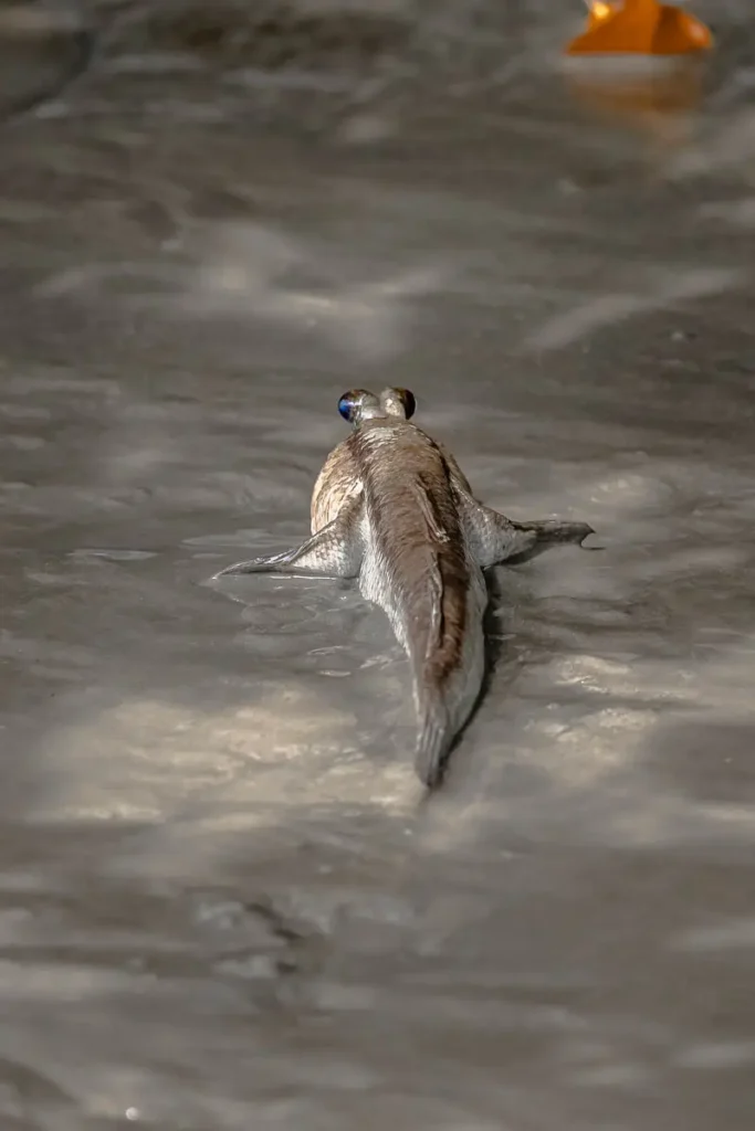 Giant mudskipper in Khao Daeng Canal
