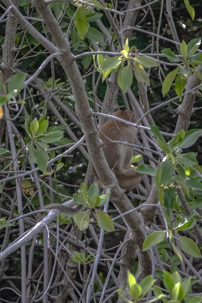 One of the common wildlife seen in Khao Sam Roi Yot National Park is the long-tailed macque