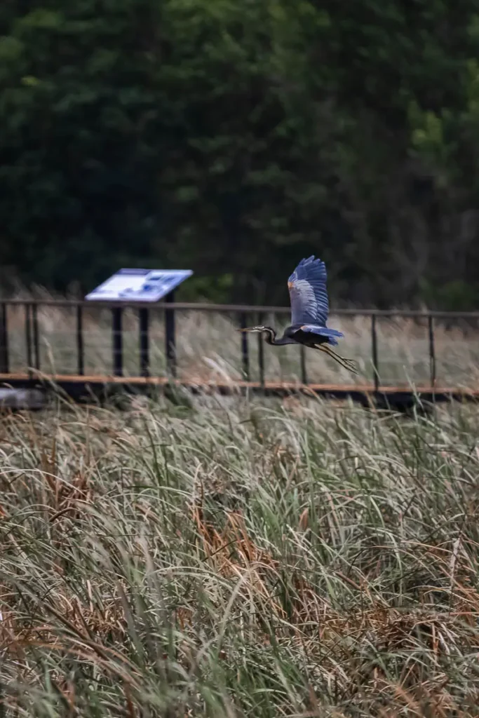 Purple heron flying