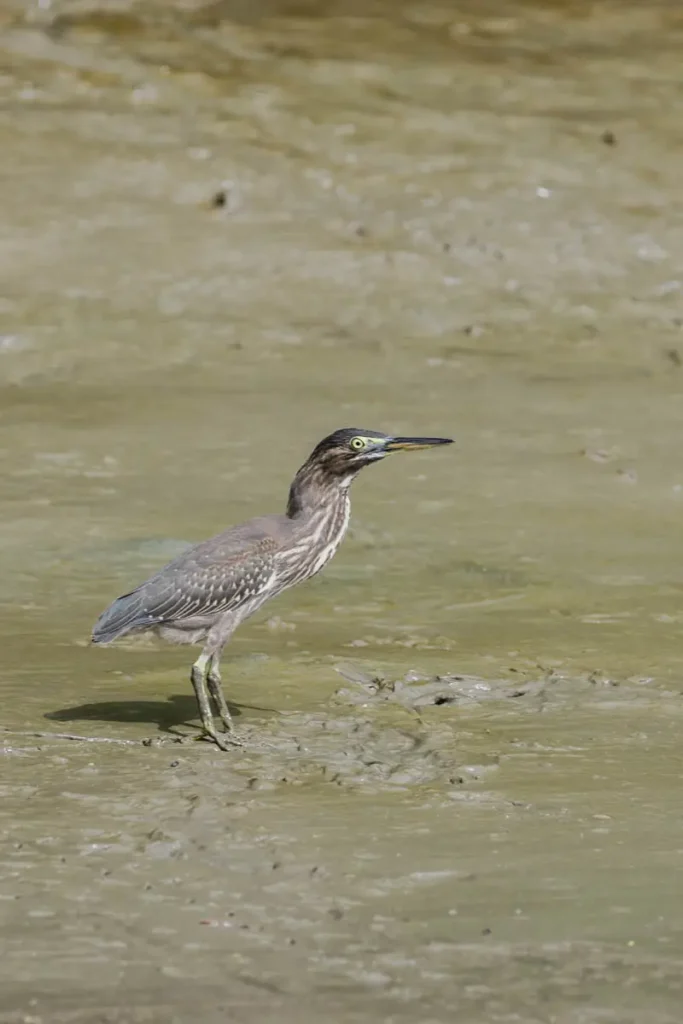 Straited Heron in the canal waters