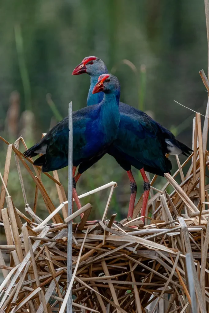 Two grey-headed swamphens at Bueng Bua Wood Boardwalk