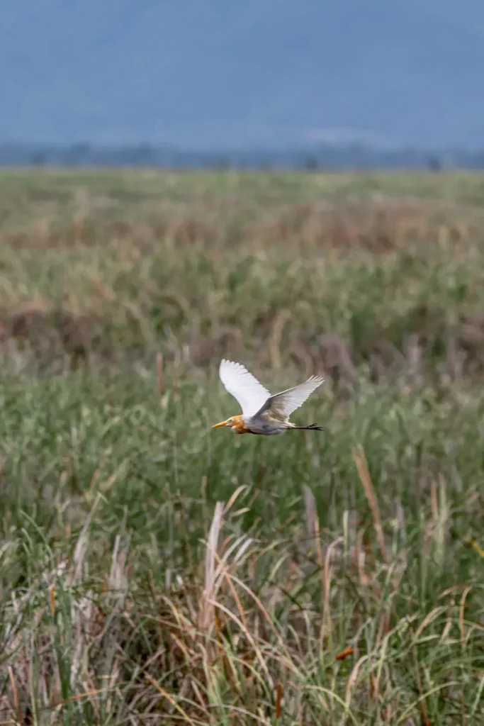 Watching a eastern cattle egret fly over the freshwater marsh