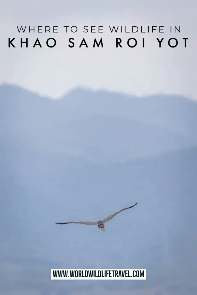 Where to see wildlife in Khao Sam Roi Yot National Park pin