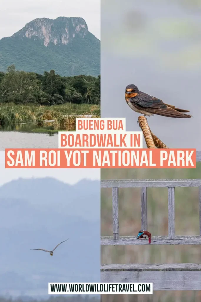 Wildlife guide to Bueng Bua Boardwalk in Sam Roi Yot National Park