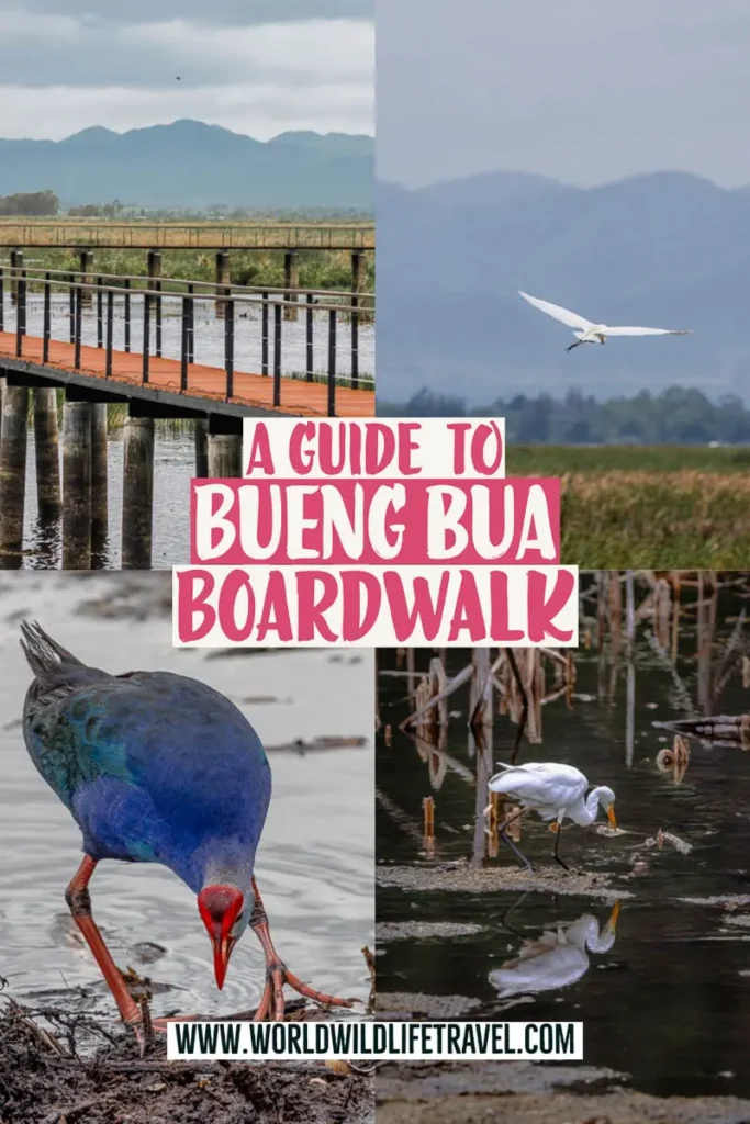 guide to Bueng Bua Boardwalk in sam Roi Yot national park pin