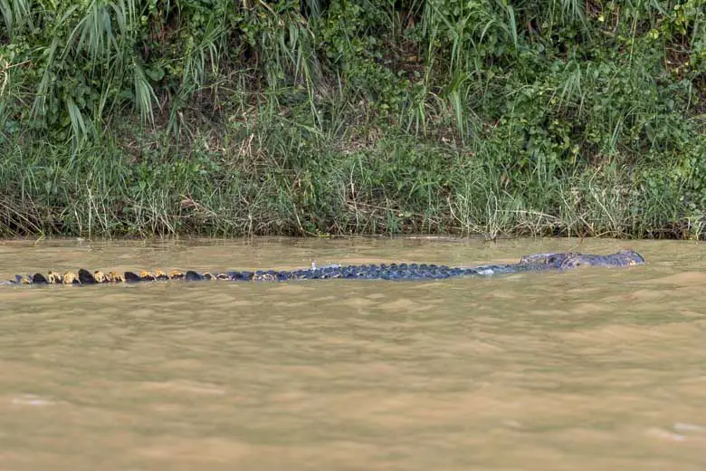 A big estuarine crocodile floating along the Kinabatangan River