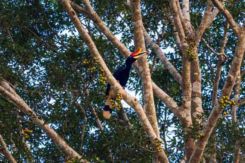 A rhinoceros hornbill in the trees in Borneo