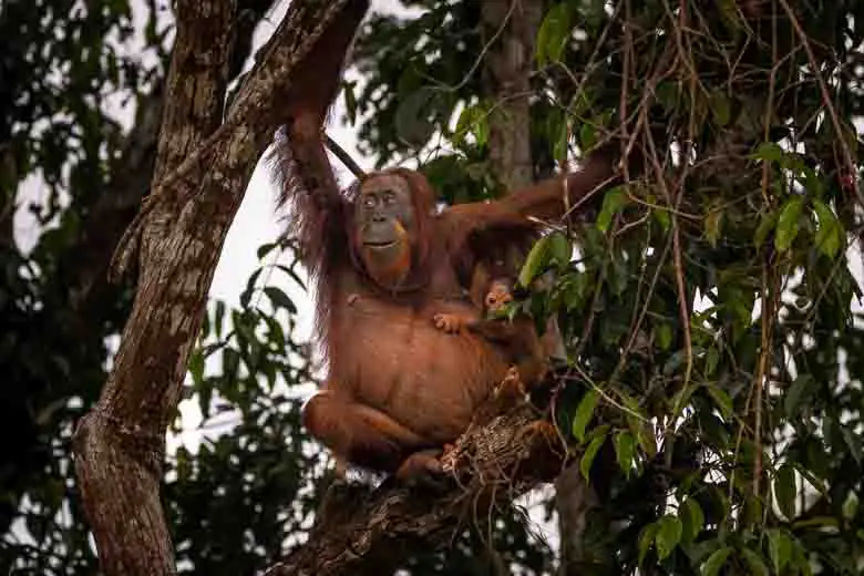 One of the iconic Borneo big 5 animals, the orangutan, perched on a tree with her baby