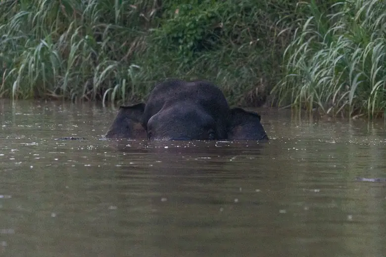 One of the more elusive borneo big 5 - the pygmy elephant in the Kinabatangan River