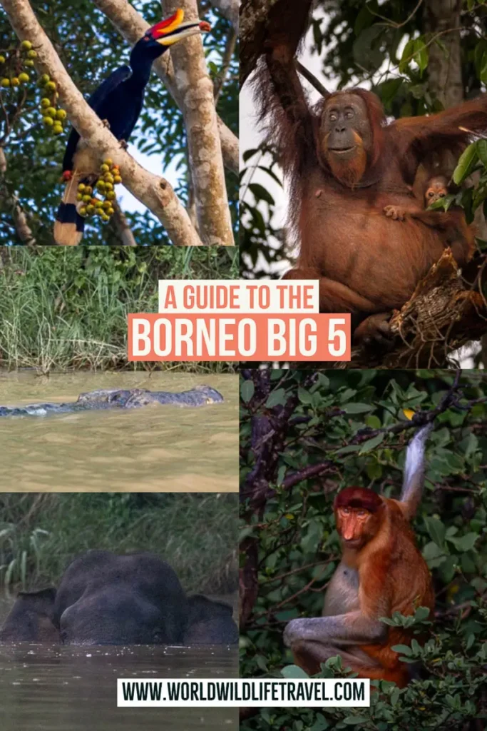 The Borneo big 5 pin